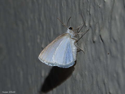 Image of White Spring Moth