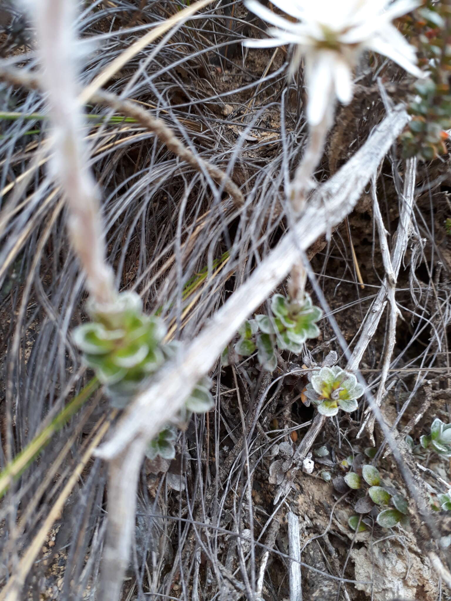 Plancia ëd Anaphalioides alpina (Cockayne) D. Glenny