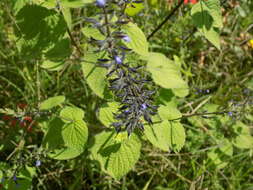 Image of lindenleaf sage