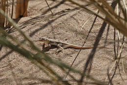 Image of Wedge-snouted Desert Lizard