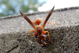 Image of Polistes bellicosus Cresson 1872