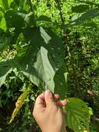 Imagem de Acalypha angatensis Blanco