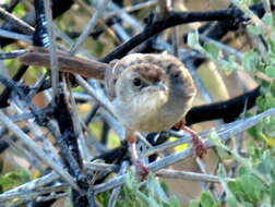 Sivun Cisticola subruficapilla jamesi Lynes 1930 kuva