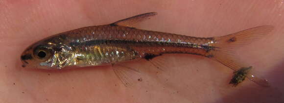 Image of Blackback barb