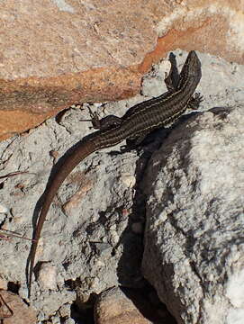 Image of Tropidosaura montana montana (Gray 1831)