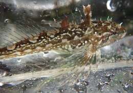 Image of Sharpnose sculpin