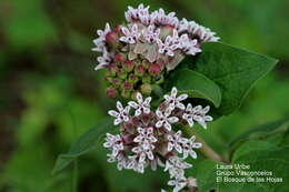 صورة Asclepias jorgeana M. Fishbein & S. P. Lynch