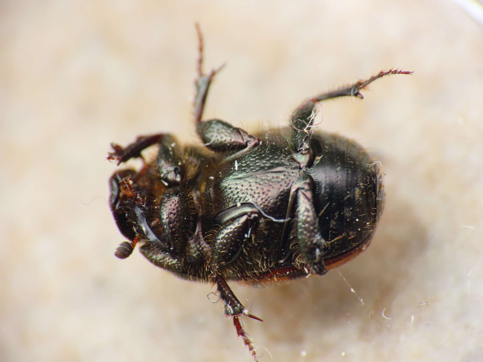 Image of Onthophagus (Palaeonthophagus) lemur (Fabricius 1781)