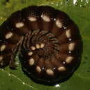 Image of Amplinus bitumidus (Loomis 1969)