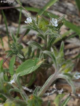 Image de Lappula spinocarpos (Forsk.) Ascherson