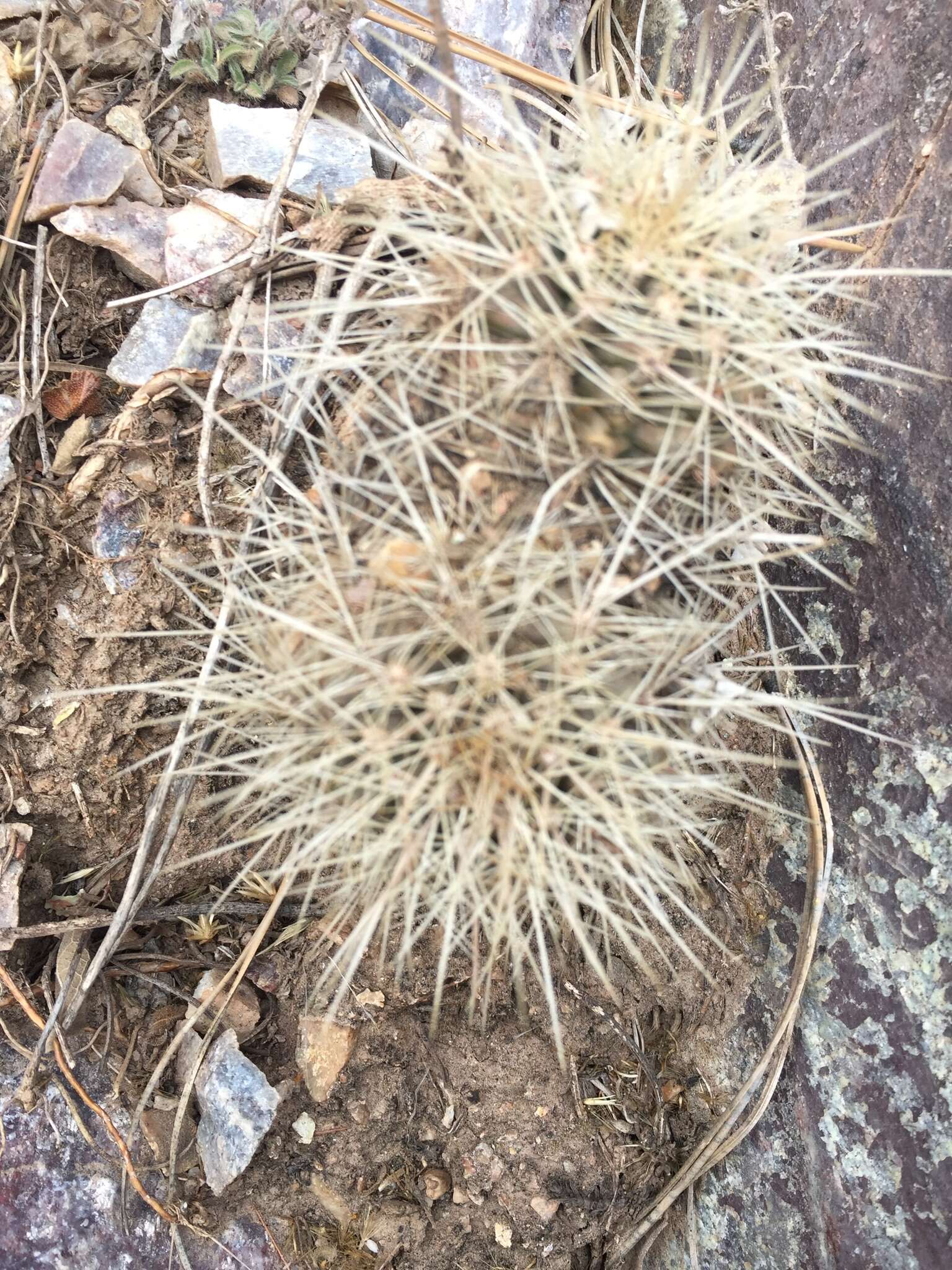 Image of Echinocereus coccineus subsp. coccineus