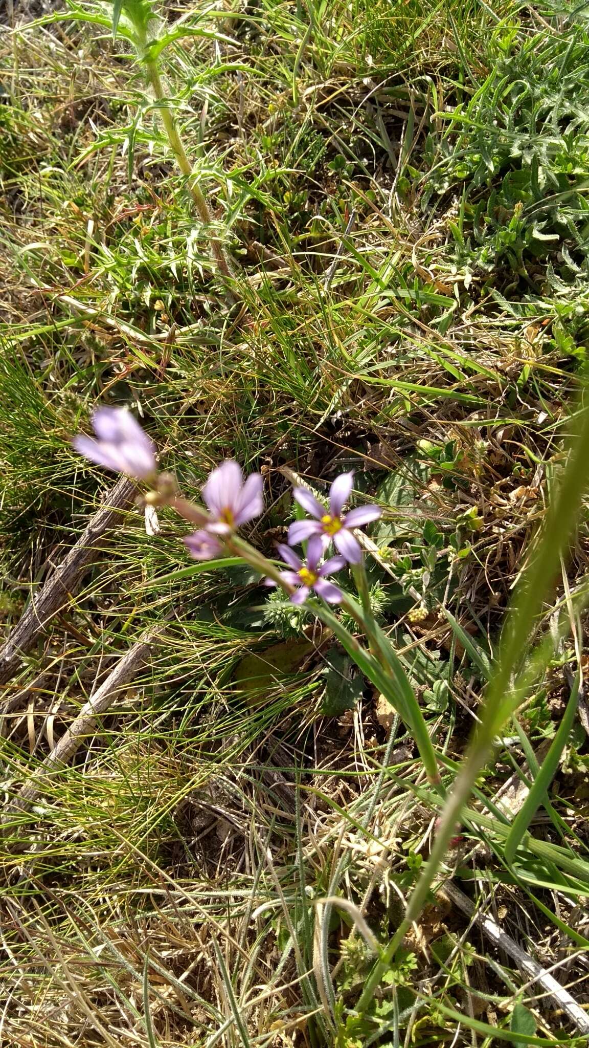 Image of Sisyrinchium platense I. M. Johnst.