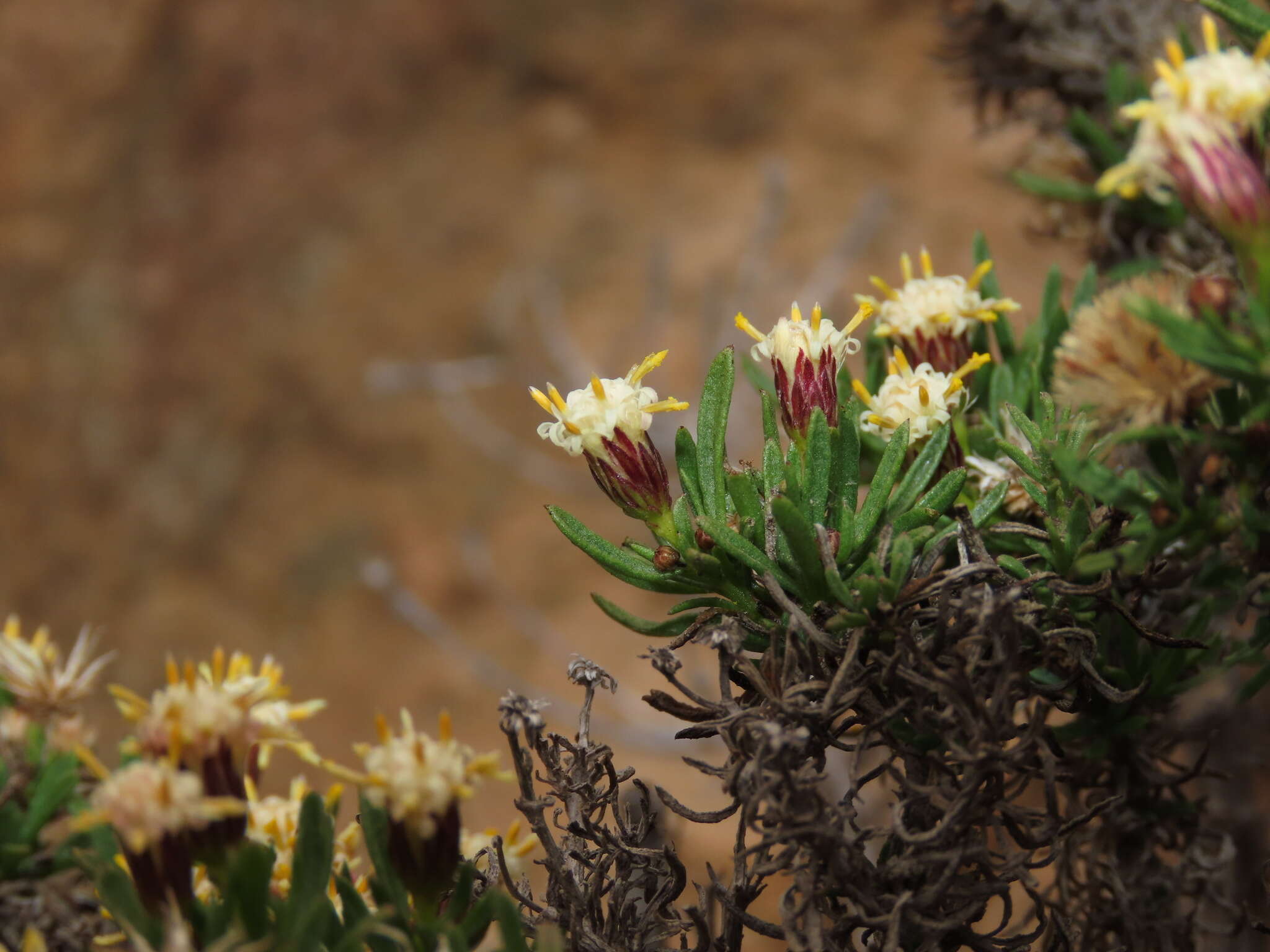 Image of Baccharis taltalensis I. M. Johnston