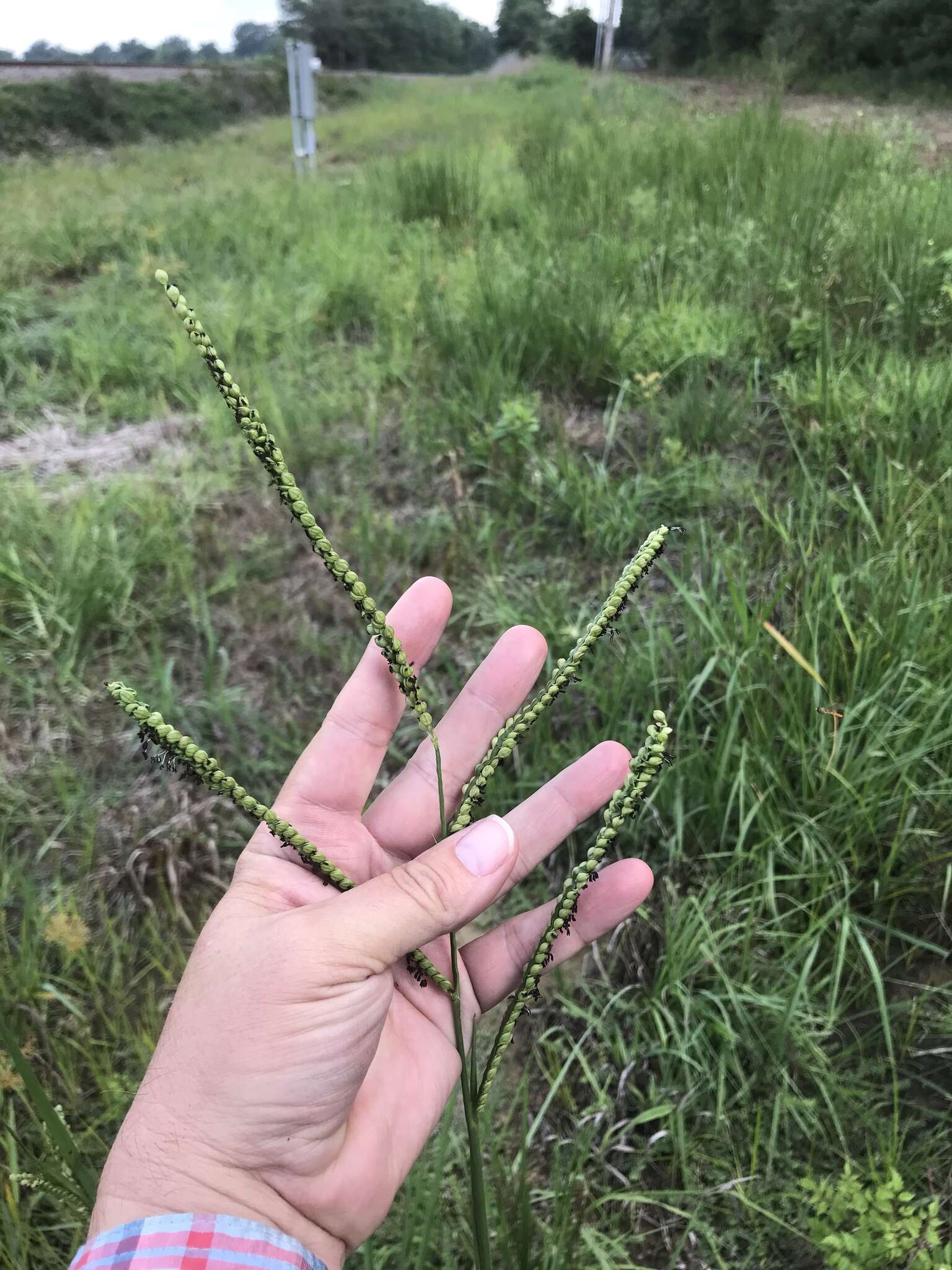 Paspalum floridanum Michx. resmi