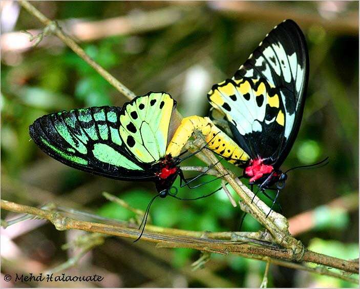 Слика од Ornithoptera priamus poseidon