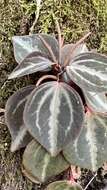 Image of Peperomia trinervis Ruiz & Pav.