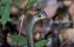 Image of Keeled Rat Snake