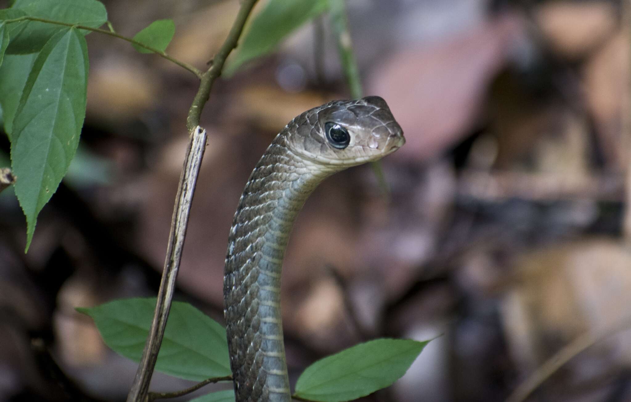 Image of Keeled Rat Snake