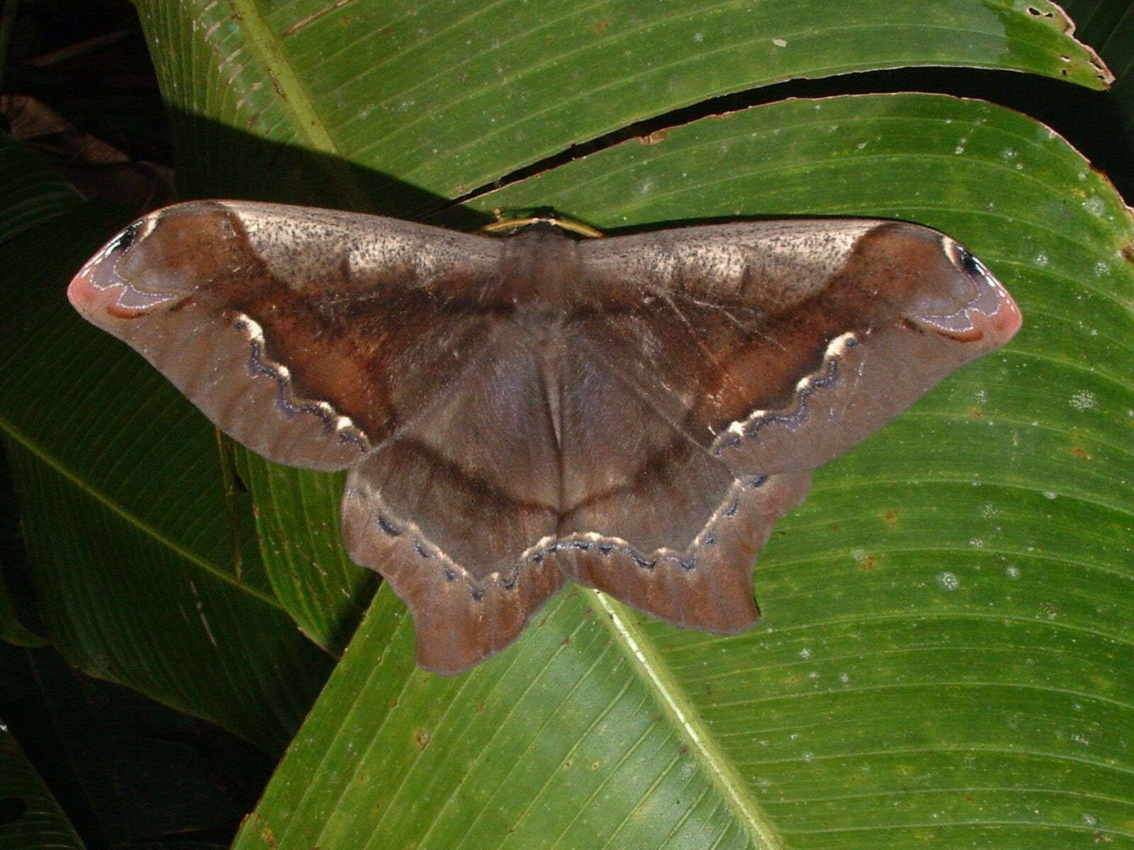 Image of Giant Silk Moth