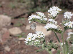 Sivun Anthophora pulverosa Smith 1854 kuva