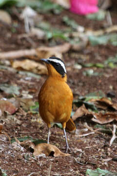 Image of Heuglin's Robin