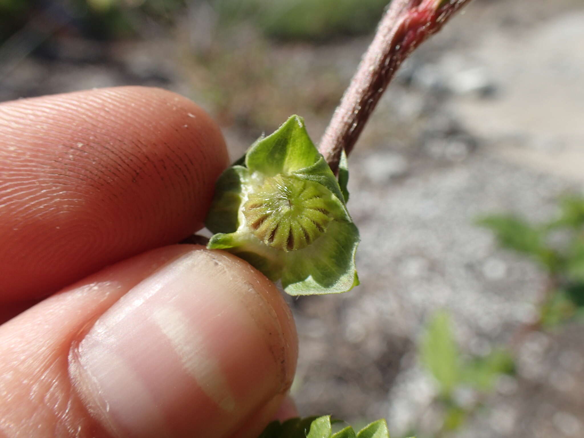 Слика од Malvastrum coromandelianum subsp. coromandelianum