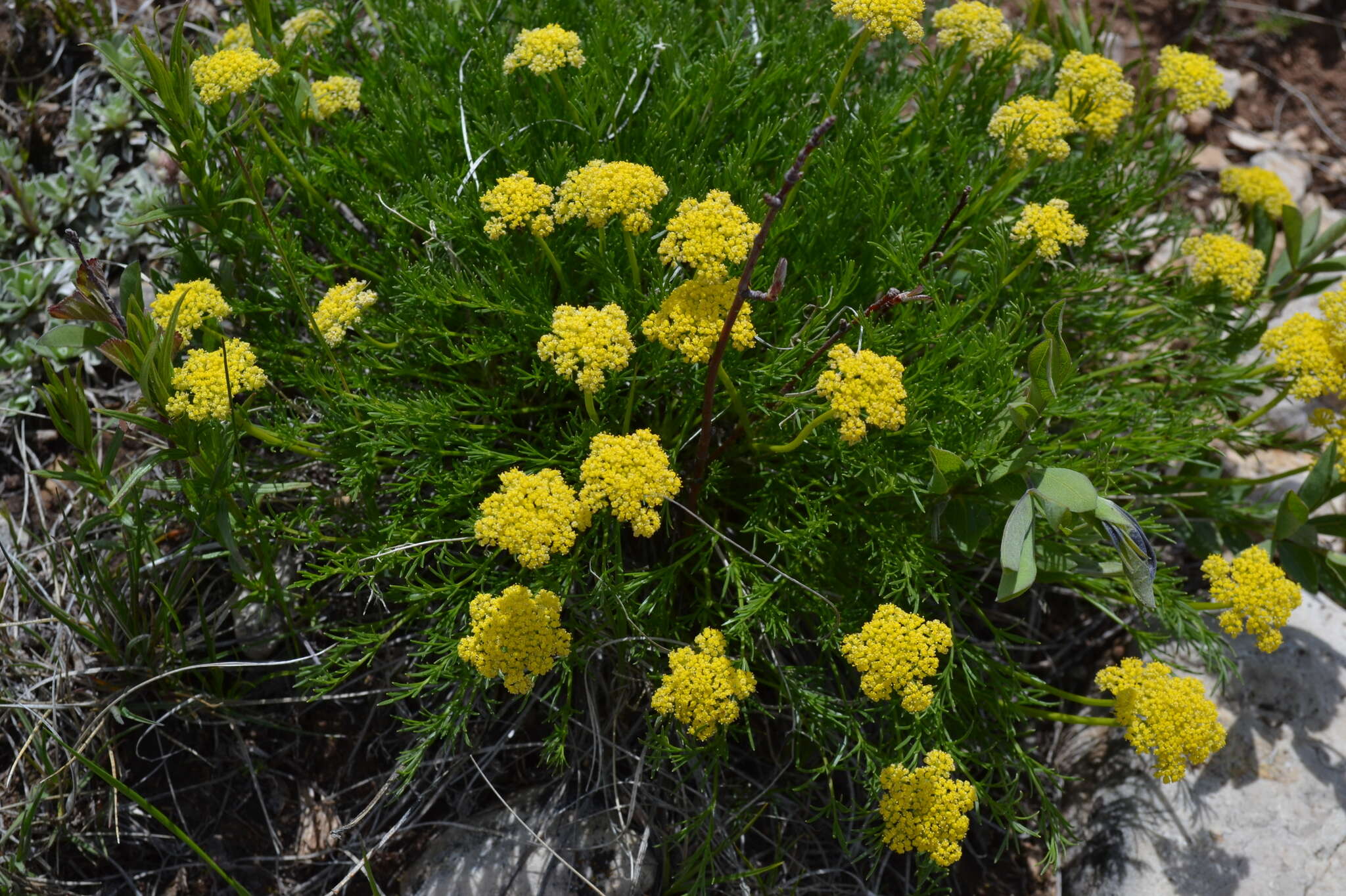 Image of slender wildparsley