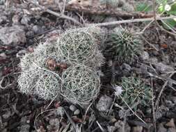 Image de Mammillaria decipiens subsp. decipiens