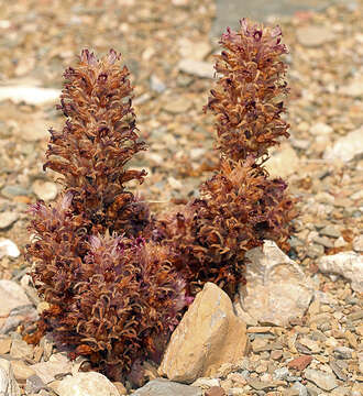 Image of Parish's broomrape