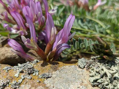 Imagem de Astragalus physodes subsp. physodes