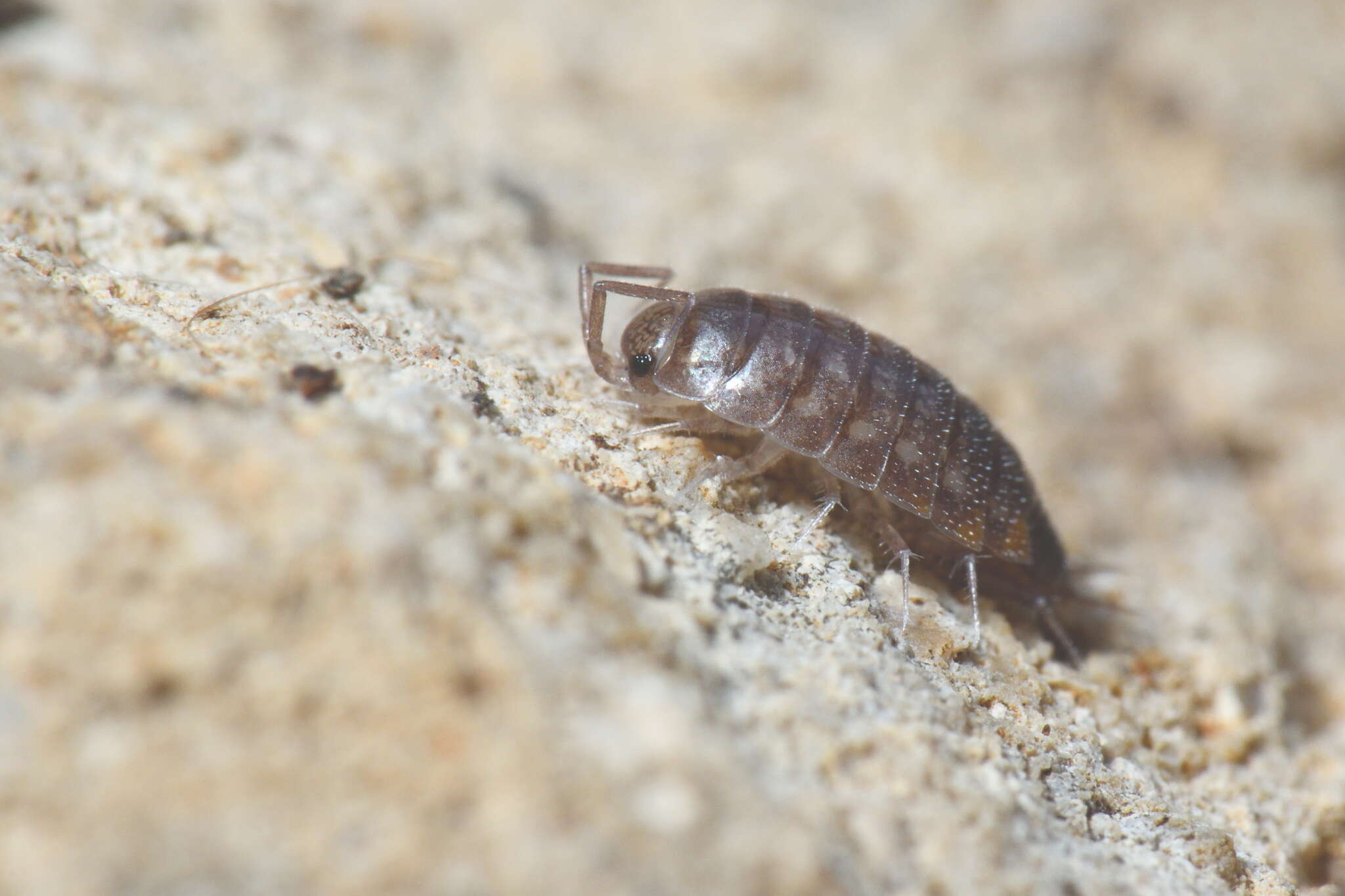 Image of Chaetophiloscia cellaria (Dollfus 1884)