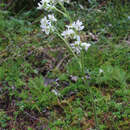 Image of Saddle Mountain saxifrage