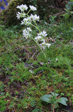 Image of Saddle Mountain saxifrage