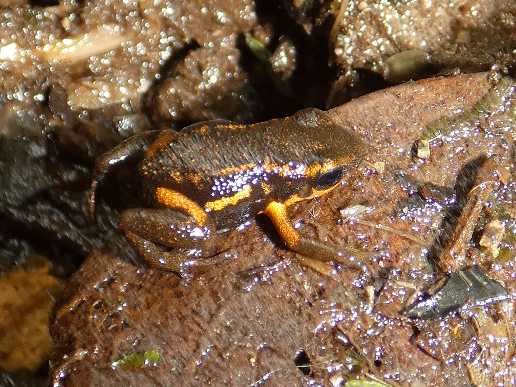 Image of Blue-bellied Poison Frog