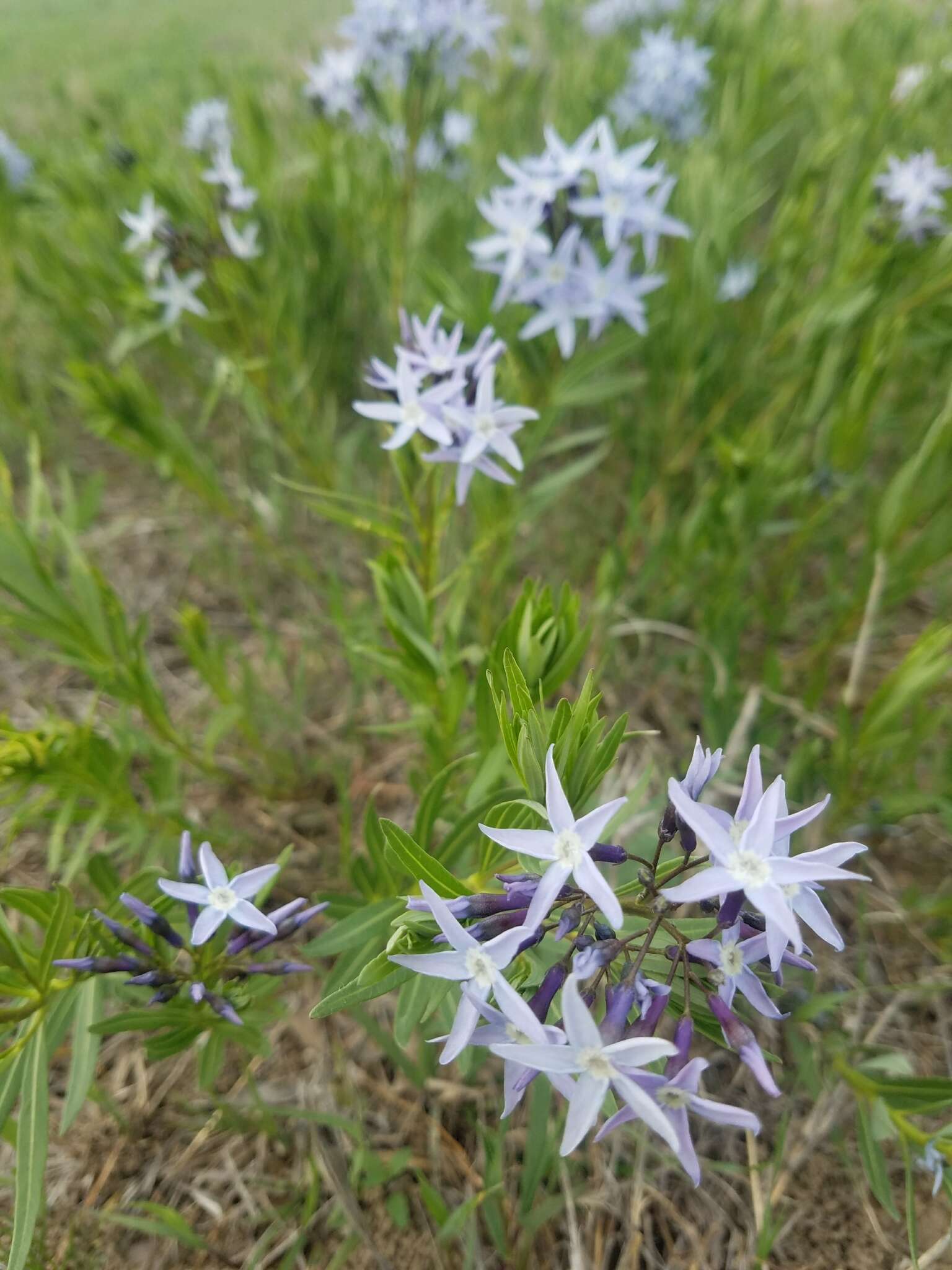 Plancia ëd Amsonia ciliata Walt.