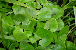 Image of Lesser celandine