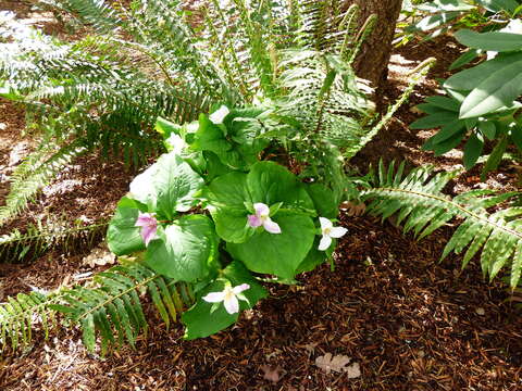 Image de Trillium ovatum var. ovatum