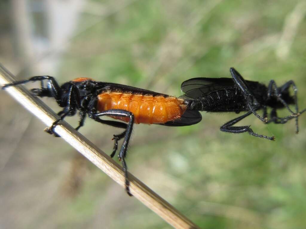 Image of Bibio rufiventris (Duda 1930)