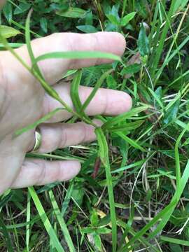 Image of slender aster