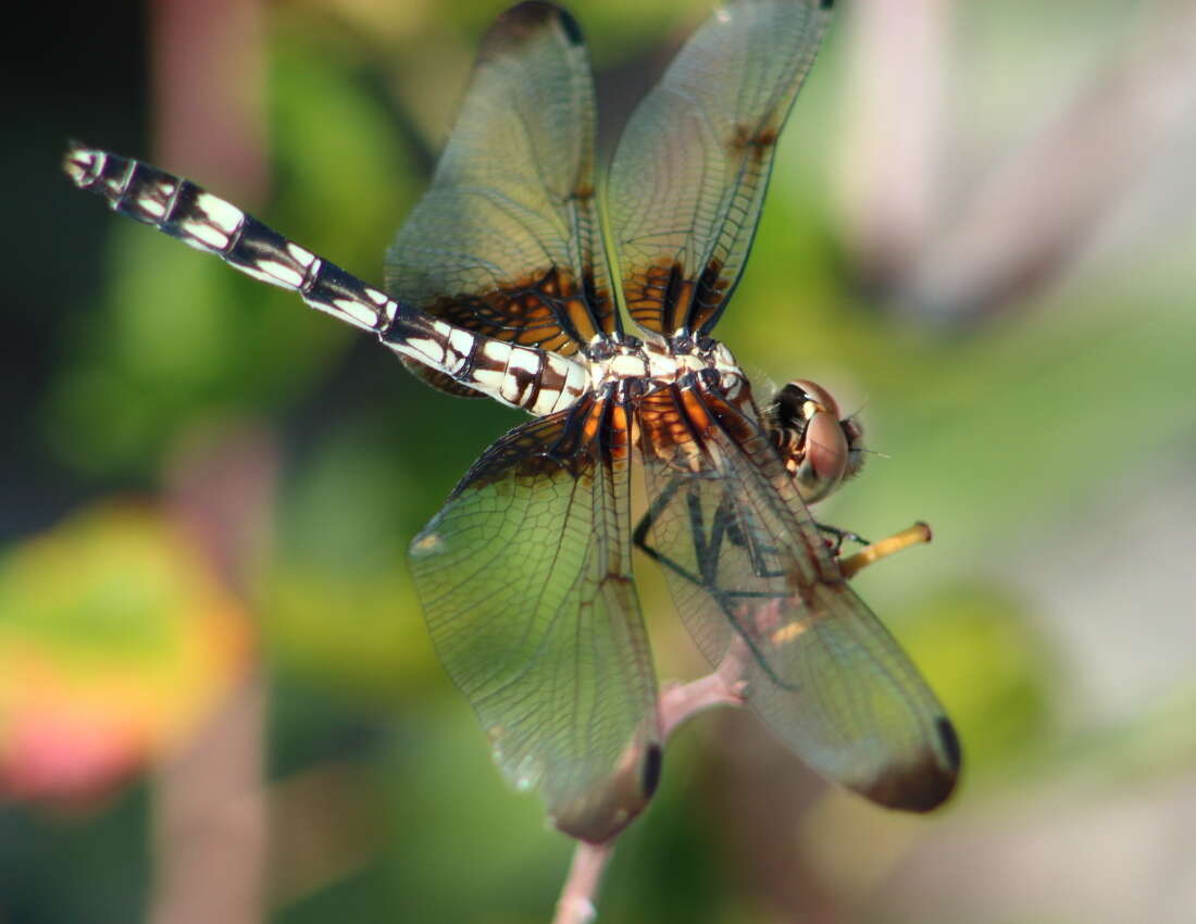 Image of Checkered Setwing