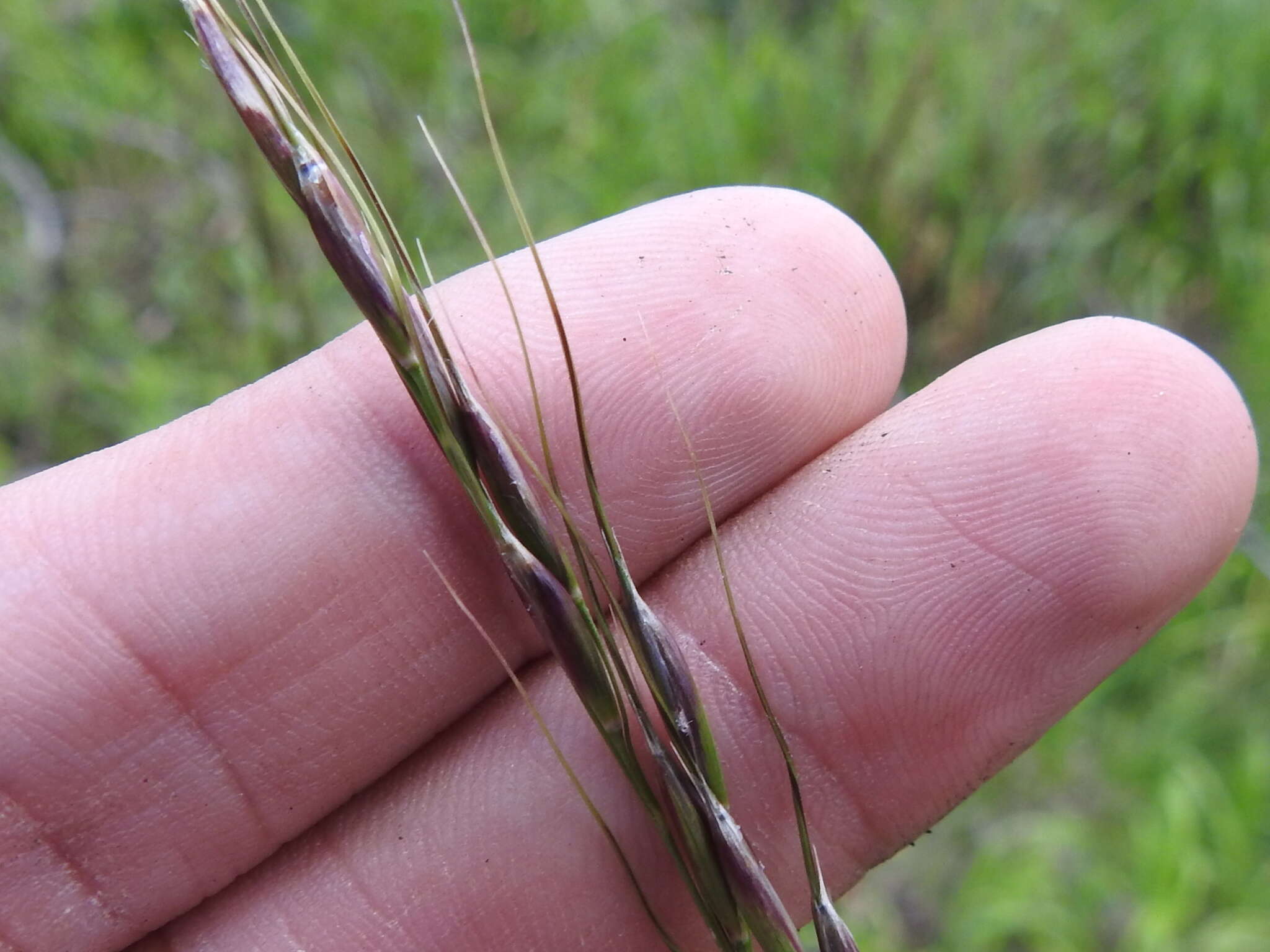 Image of Pringle's speargrass