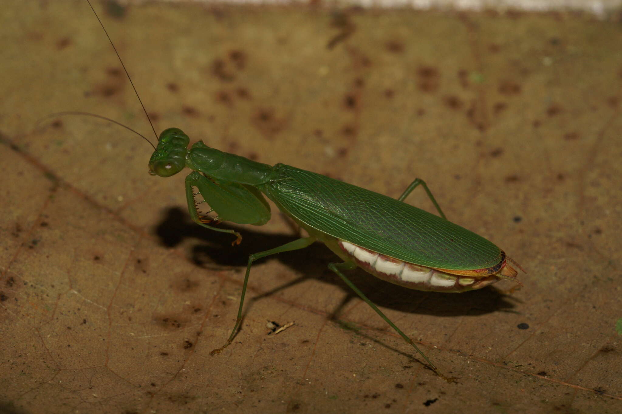 Image of Tithrone roseipennis Saussure 1870