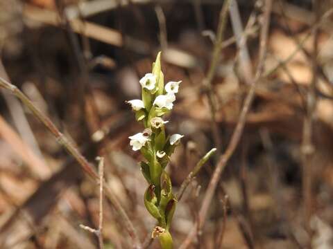 Image of Aulosepalum hemichrea (Lindl.) Garay