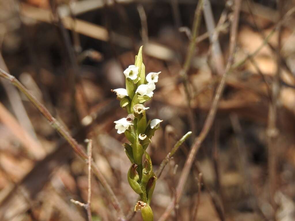 Слика од Aulosepalum hemichrea (Lindl.) Garay