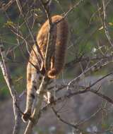 Image de Chat rougeâtre