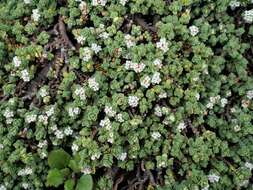 Image of Pimelea carnosa C. J. Burrows