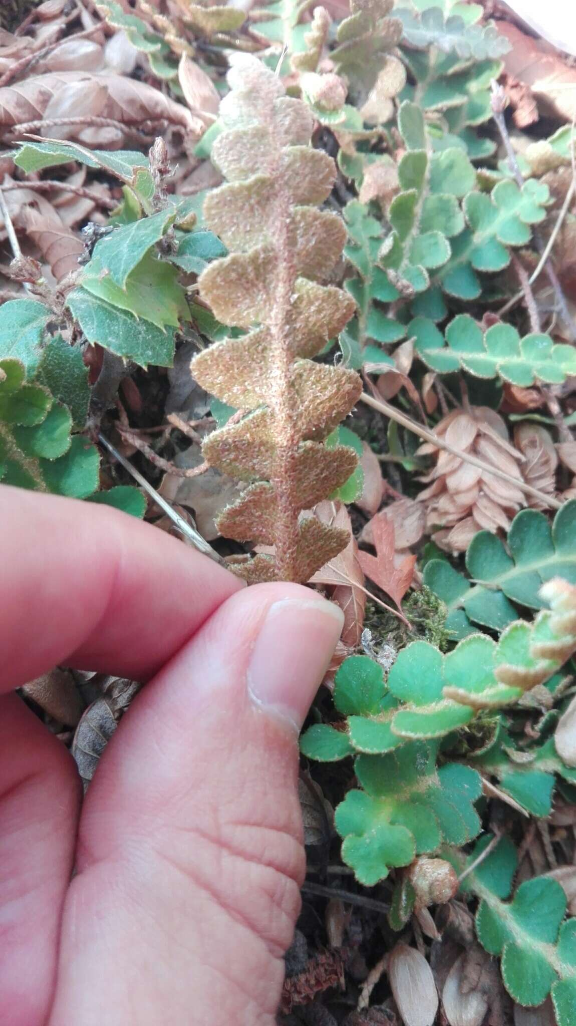 Plancia ëd Asplenium ceterach L.