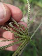 Image of windmill grass