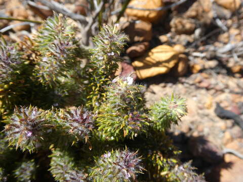 Image of Muraltia decipiens Schlechter