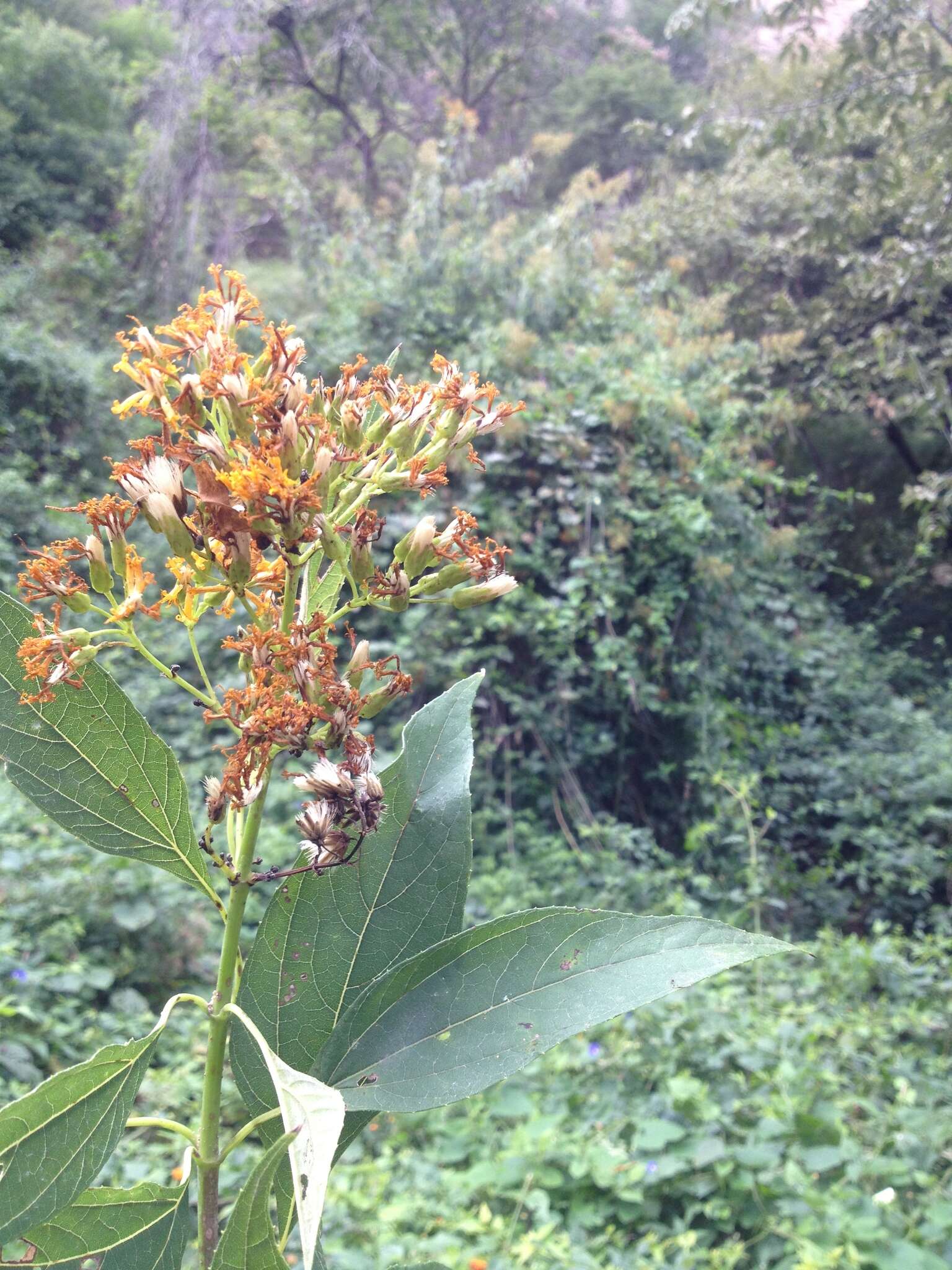 Image of <i>Sinclairia <i>glabra</i></i> var. glabra